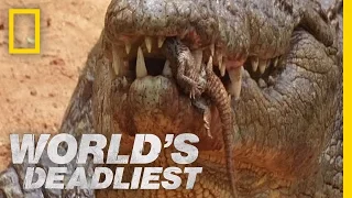 Killer Croc Carries Babies in Jaws | World's Deadliest