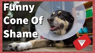 Funny Cone Of Shame Compilation [Cute] (TOP 10 VIDEOS)