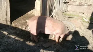 Вес поросят в 4 МЕСЯЦА 🐖ПОРОСЯТА 💣