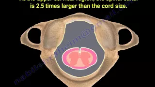 Cervical Spine Anatomy - Everything You Need To Know - Dr. Nabil Ebraheim