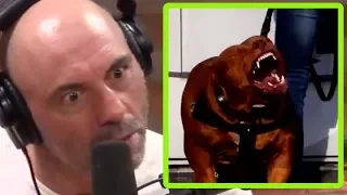 Joe Rogan Tells Savage Pit Bull vs Coyotes Story