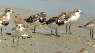 Ruddy Turnstone   4K (Digiscoping with Kowa TSN99A + Sony RX100VA)