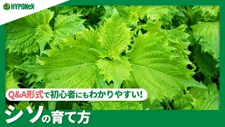 ☘83：シソの育て方｜香り良く柔らかい葉を育てるには？肥料の与え方や、摘心などもご紹介【PlantiaQ&A】植物の情報、育て方をQ&A形式でご紹介