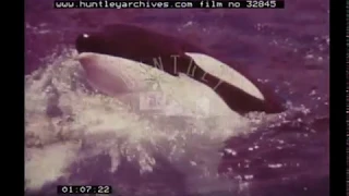 Killer Whale, 1970s - Film 32845