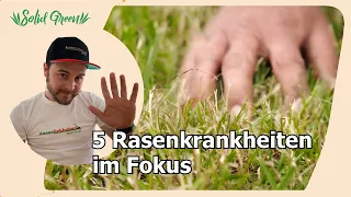 Die 5 häufigsten Rasenkrankheiten und Tipps zur Bekämpfung