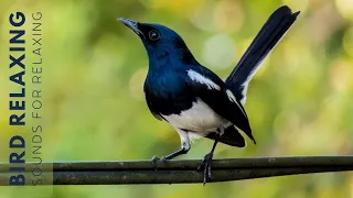 Bird Chirping Sound - 24 Hours of Beautiful Birds (No Music) Relaxing Nature With Birds Singing