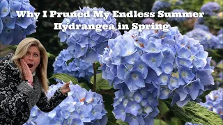 Why I Pruned My Endless Summer Hydrangea in Spring