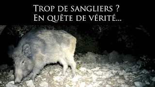 Trop de sangliers ? En quête de vérité...