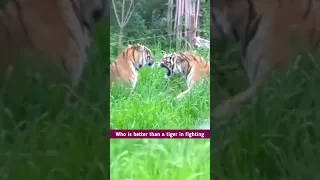 two tigers fight