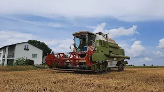 Żniwa 2021 | Pszenica 9 Ton z Hektara! | Claas Dominator 96 | Fendt 818 | Zetor 8441