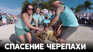 Как выпускали на волю спасённую морскую черепаху по кличке Ида