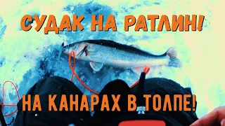 СУДАК на РАТЛИН! На КАНАРАХ в ТОЛПЕ!