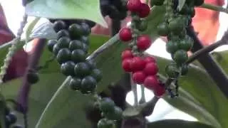 How to Grow Black Pepper (Piper nigrum)