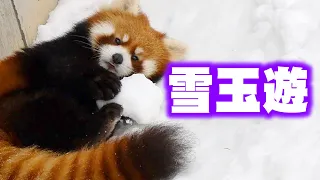 【円山動物園のレッサーパンダ】雪玉遊び(円実)　December 21 , 2016　Red Panda MARUMI at Maruyama Zoo