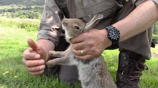 How to humanely dispatch a rabbit