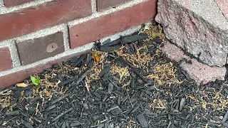 Yellow Jacket Queen Starting a Nest