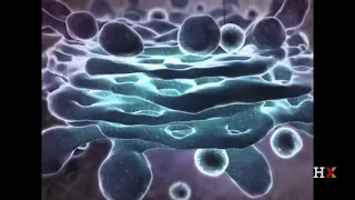 Overview of cell structure