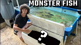 BUYIING MONSTER FISH For My POOL POND!