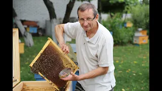 Reception of queens | Replanting queen bees with a cap