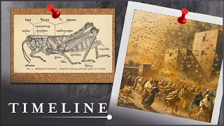 The Historical Evidence Of The Plagues | The Exodus Decoded | Timeline