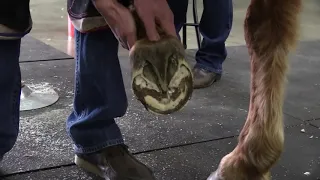 AFA 48: American Farriers Team Demonstrations