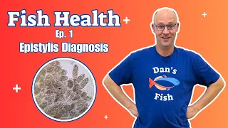 Fish Health ep.1:  Epistylis Diagnosis