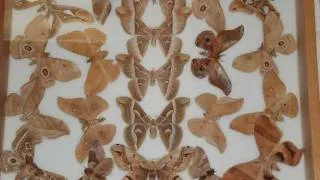 Amarillo College NHM   HOWARD GALLERY INSECTS   MOTHS