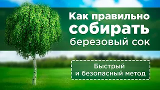 Как правильно собирать берёзовый сок? Быстрый и безопасный метод сбора берёзового сока.