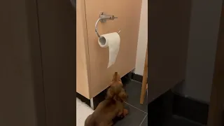 Sausage dog versus toilet paper