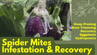 Spider Mites Infestation, Deep Pruning, Root Trimming, Recovery, Eggplants, Aerogarden, Hydroponics