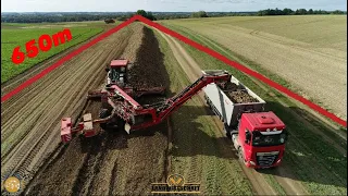 Der Rübenhaufen wird heut noch verladen Großeinsatz Rübenernte Rüben roden & Verladen Holmer Technik