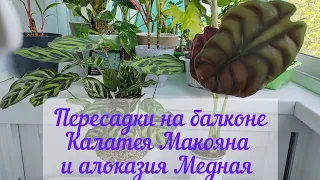 Пересадки на балконе. Калатея Макояна и алоказия Медная