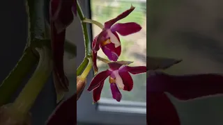 ОРХИДЕЯ Лопушок  Ароматная гибридная орхидея фаленопсис