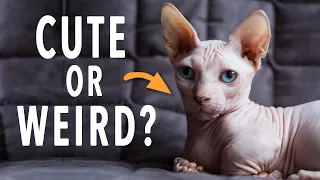 3 Strange Hairless Cat Breeds