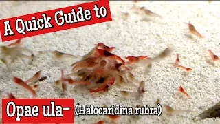 A Quick Guide to Opae Ula: The Easiest Aquatic Pet