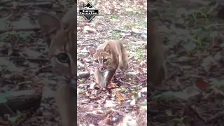 a beautiful #bobcat stalks toward the camera - #shorts