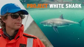 Talking White Shark Science with Dr. Sal Jorgensen!