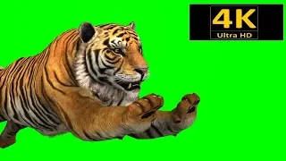 free green screen, animals, tiger, chroma key, 3d animation, 4K, hd