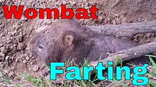 Wombat farting