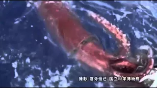 Raw: First Ever Video of Giant Squid in Deep Sea