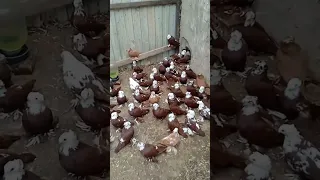 Благодарненские голуби (Геннадий Россия)Russian pigeons