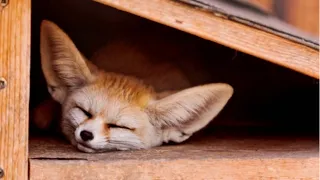 Cute and Funny Moments with 🥰 Fennec Fox Compilation : 10 Interesting Facts about Fennec Fox