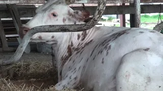 Чистое вымя коровы - как этого добиться?