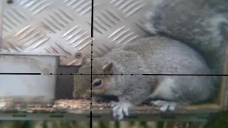 Pest Control with Air Rifles - Squirrel Shooting - Return of the Scope Cam