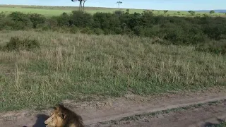 Lion's on a early morning stroll