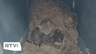 Котята и лисята в приморском сафари-парке