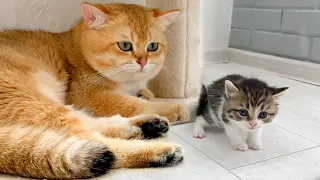 Kitten reaction to Daddy cat and hissing to strange mom cat