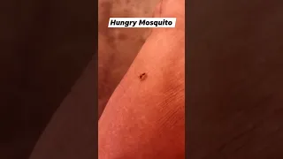 Hungry Mosquito #shorts