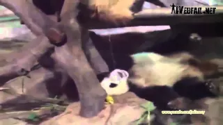 Панда накакала на панду