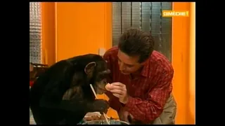 Marc et Sophie 55 Retour du Japon (Chimpanzé)